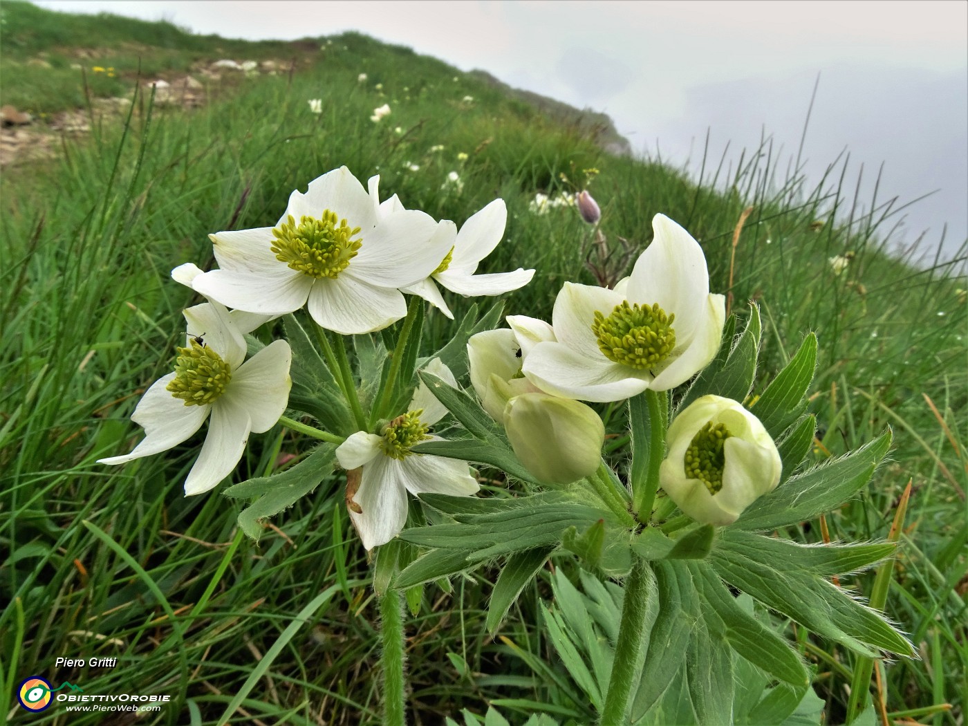 65 Anemonastrum narcissiflorum (Anemone narcissino).JPG